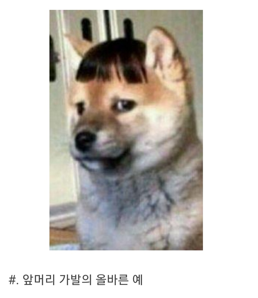 앞머리