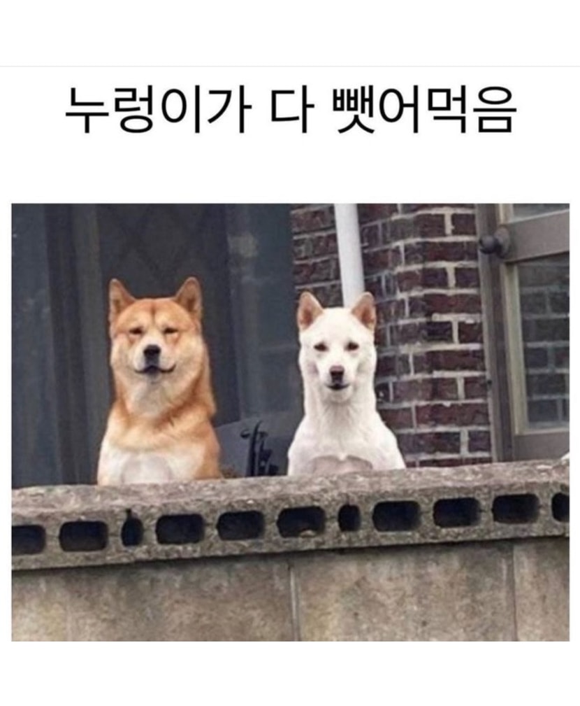 누렁이 백구