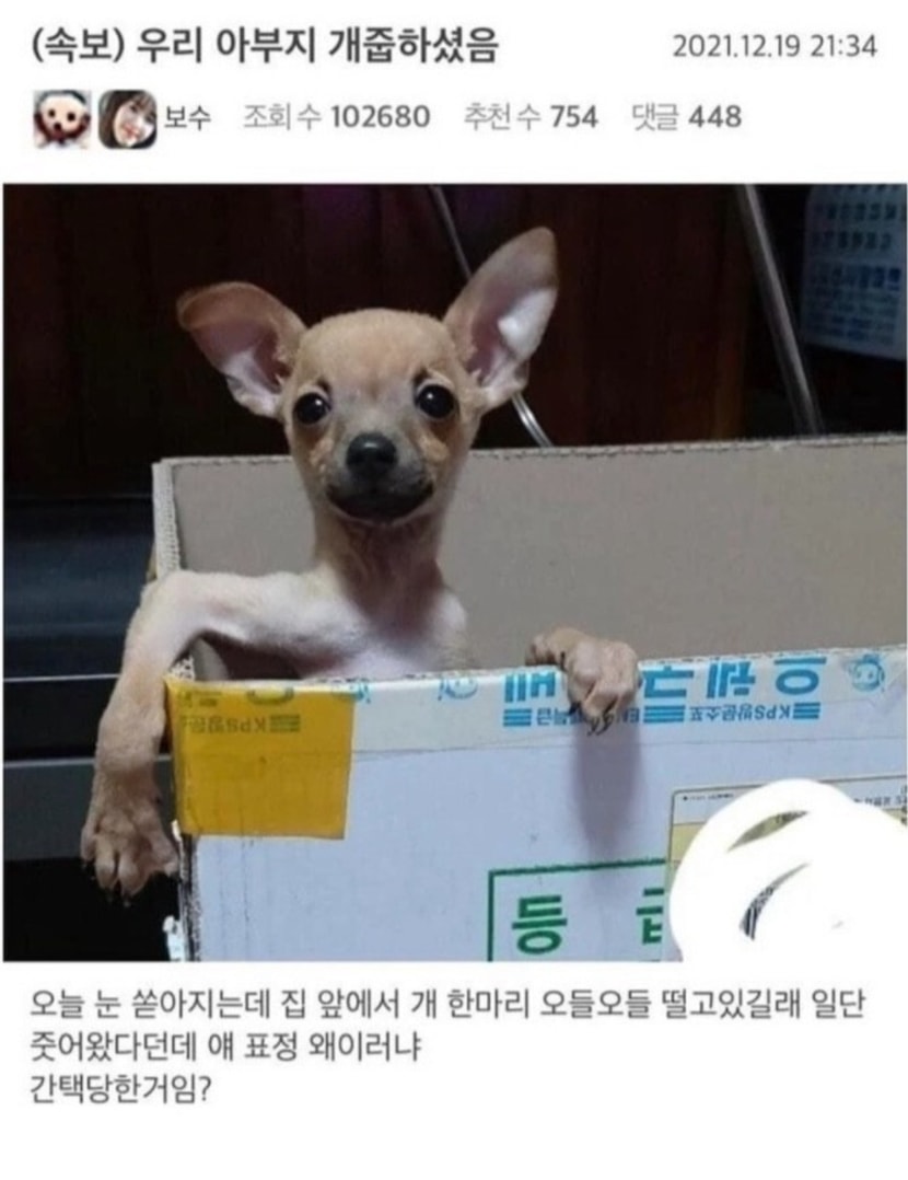 도도견