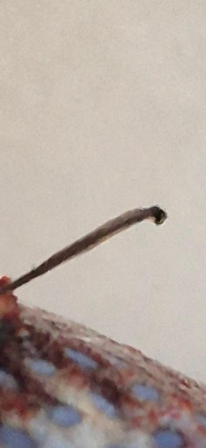 移植後、株脱落ですか？？