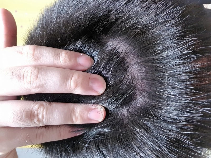 속알머리 상태 어떤가요?