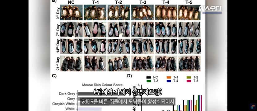 점점 풍성해지는 쥐들