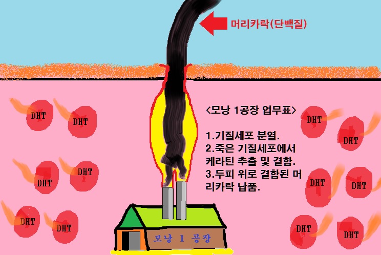 모낭 1 공장