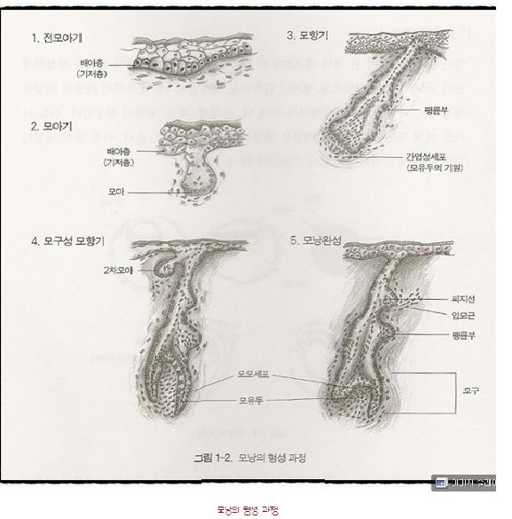 모낭형성과정(출처..어느 네이버 블로그)