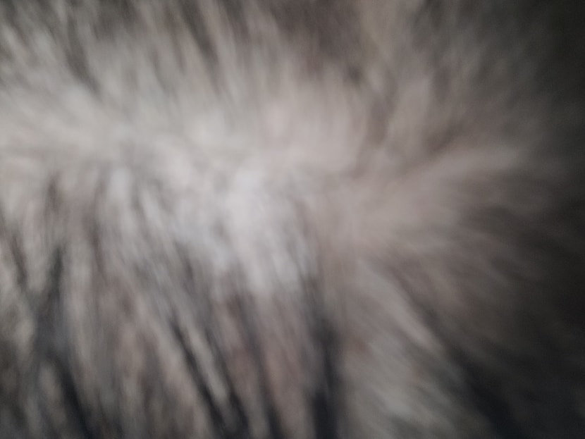 가까이에서 찍은 전두부 사진입니다.. 사진에는 나오지 않았지만 쌍가마도 있고 측두부가 맨질맨질한 상태로까지 빠졌어요..