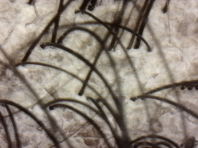 IMG_7666.jpeg