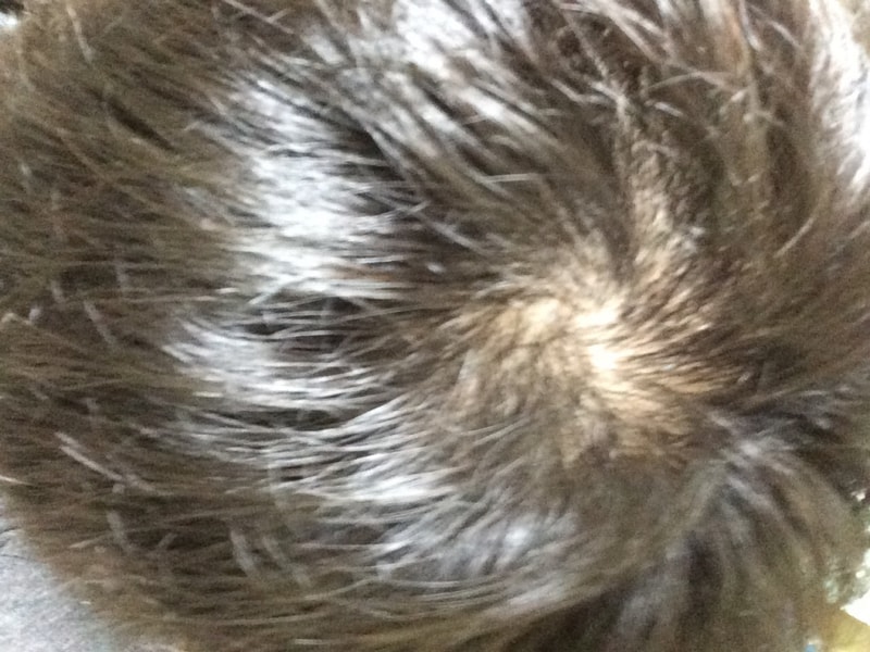 image.jpg