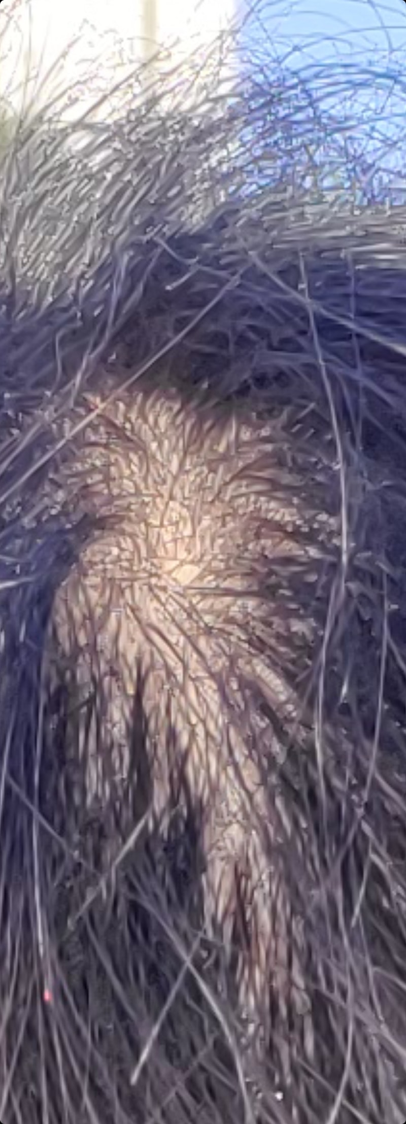 Screenshot_20211018-085346_Gallery.jpg