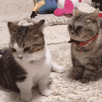 839529945d40f332736c2e2d8a3aa105＿1622594084＿685.gif