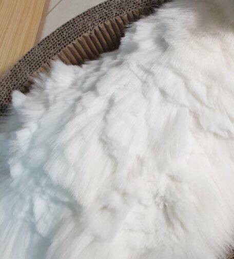대 눈꽃빙수 고양이2.jpg