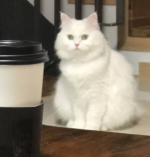 대 눈꽃빙수 고양이4.jpg