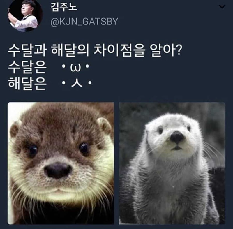 F32245_수달과 해달 차이.jpg