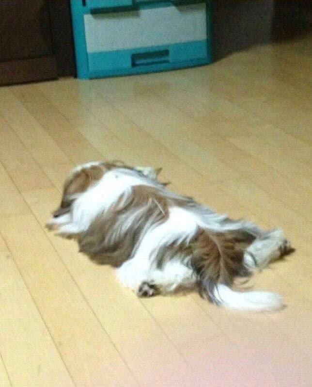 대 녹아내리는 강아지2.jpg