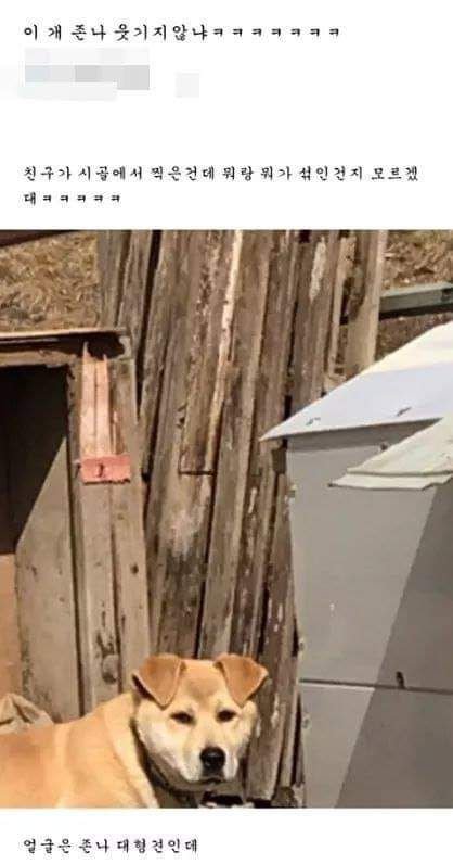 대 기묘한 시골 댕댕이.jpg