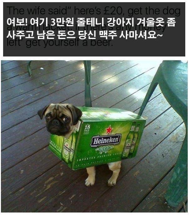 멍멍이.JPG