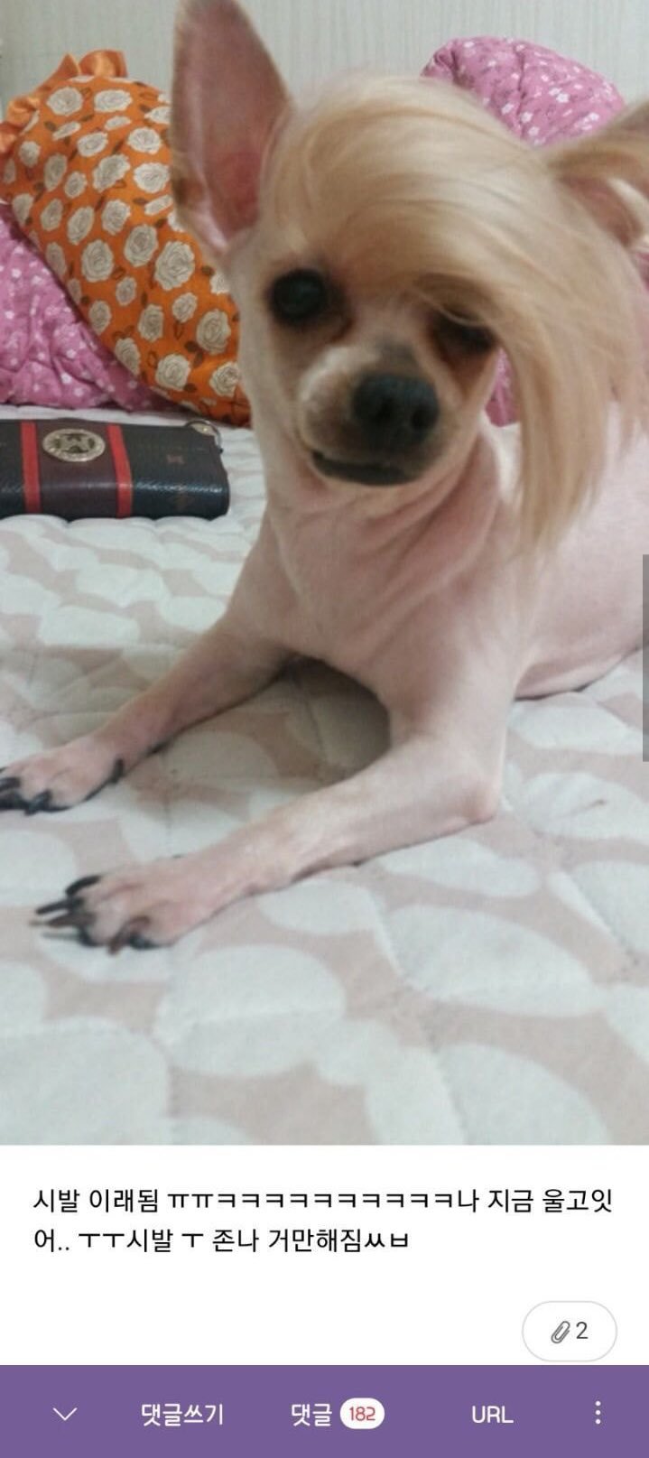 대 강아지 힙해짐2.jpg