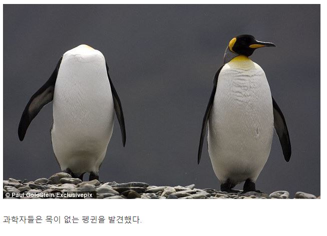 펭귄.JPG
