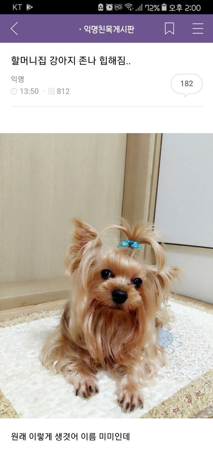 대 강아지 힙해짐.jpg
