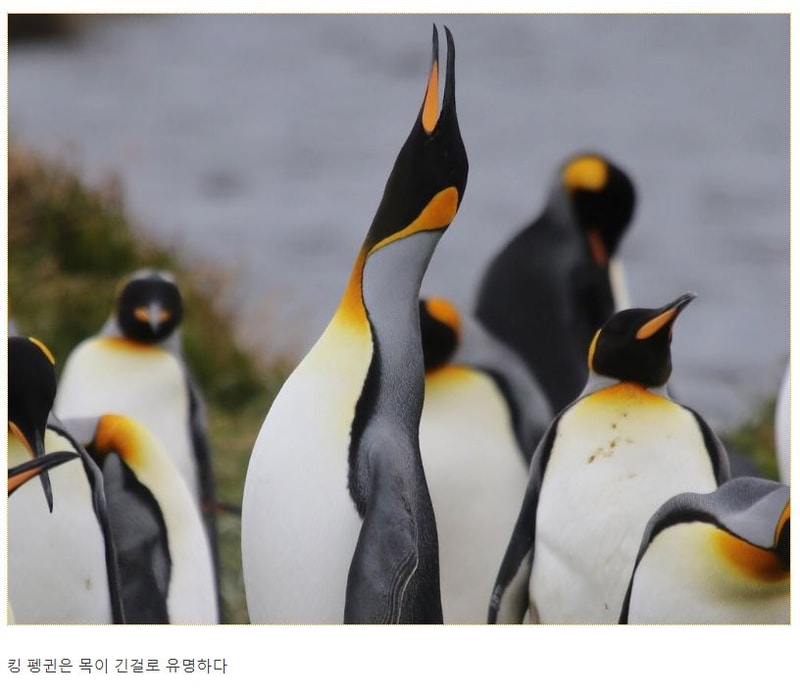펭귄3.JPG