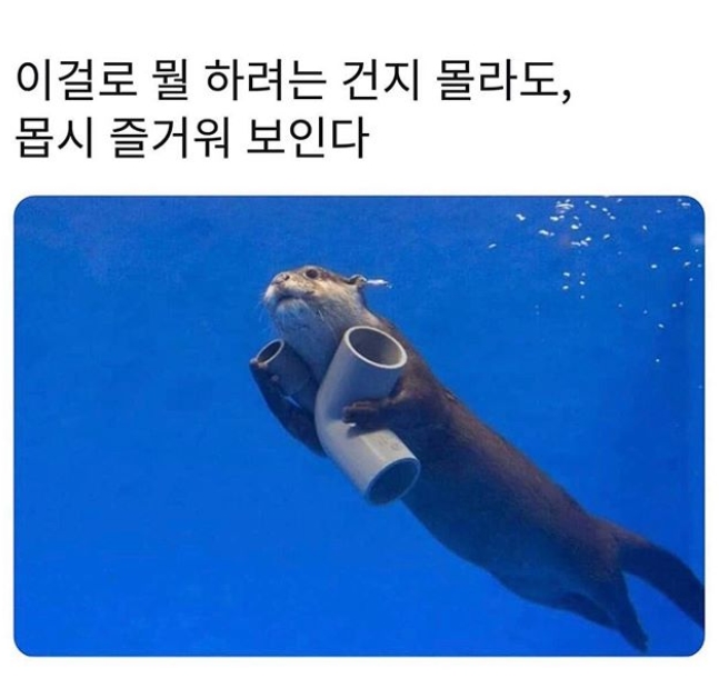 행복한 수달.jpg