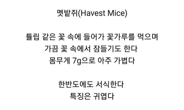 쥐.jpg