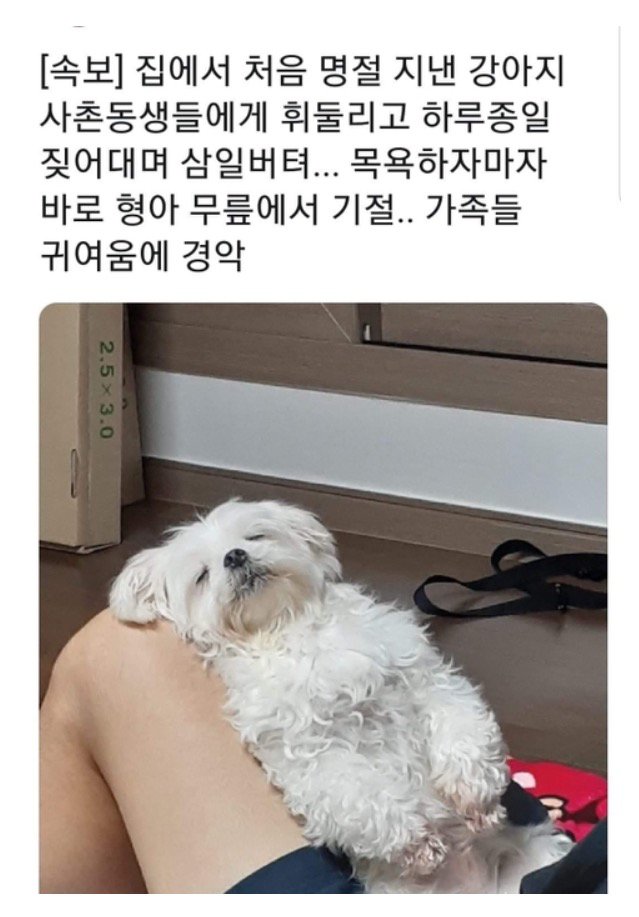 강아지.png