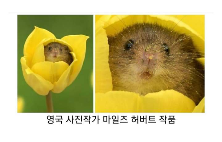쥐2.jpg