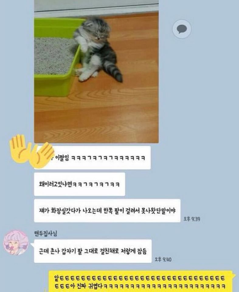 고양이3.jpg
