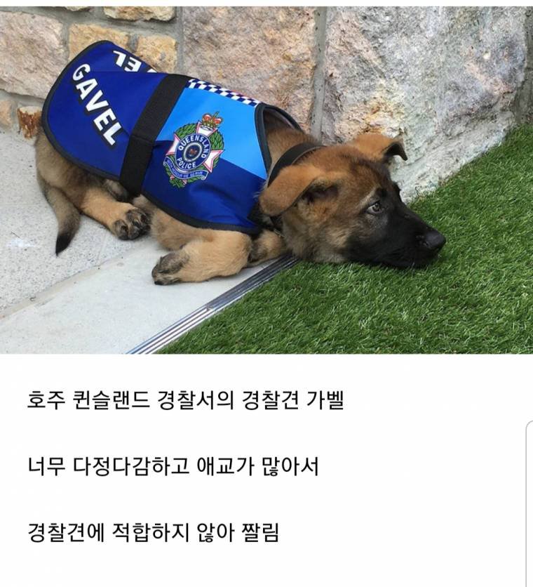 경찰견.jpg