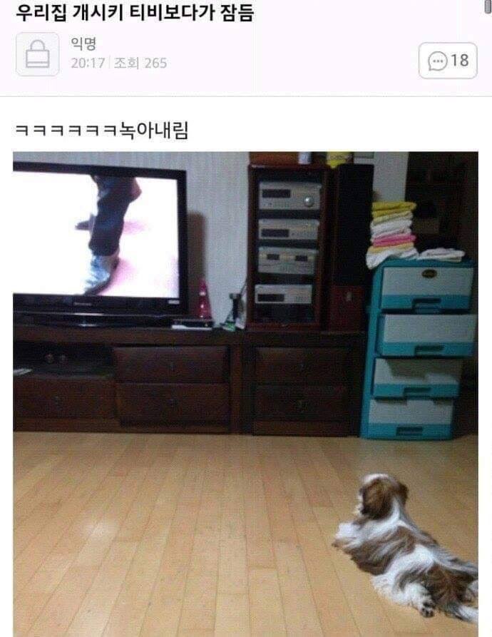 대 녹아내리는 강아지.jpg