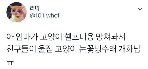 대 눈꽃빙수 고양이.jpg