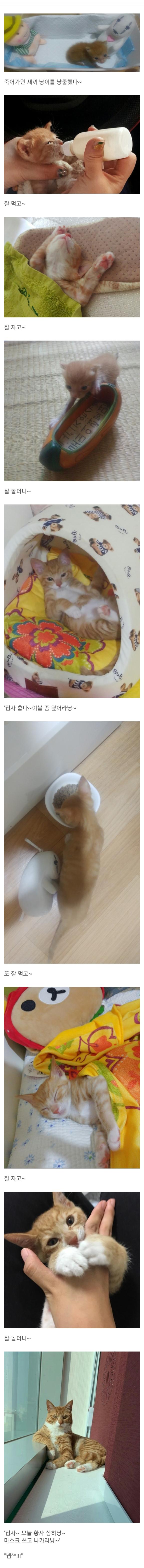 대 주워온 주인님.jpg