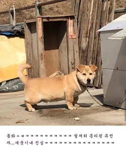 대 기묘한 시골 댕댕이2.jpg