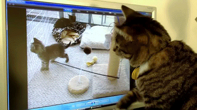 F32679_cctv를 처음보는 냥이.gif