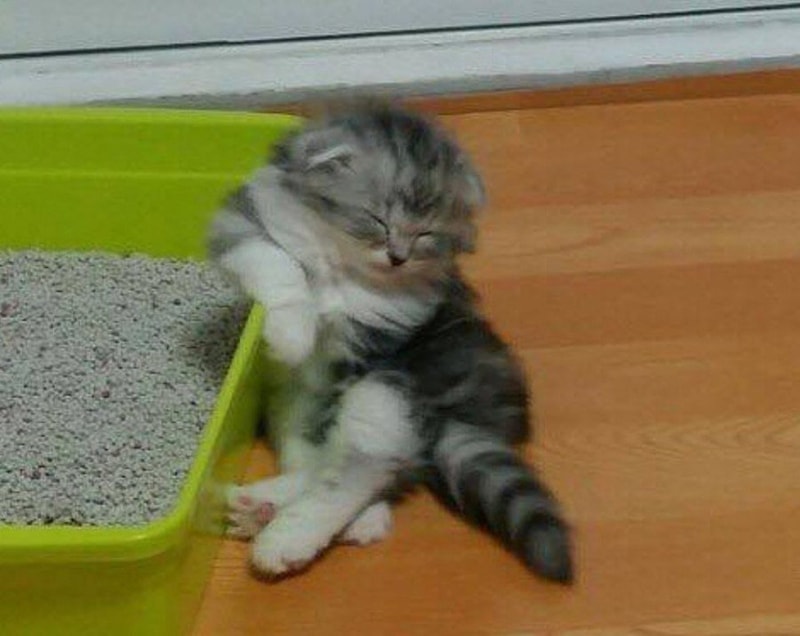 고양이4.jpg