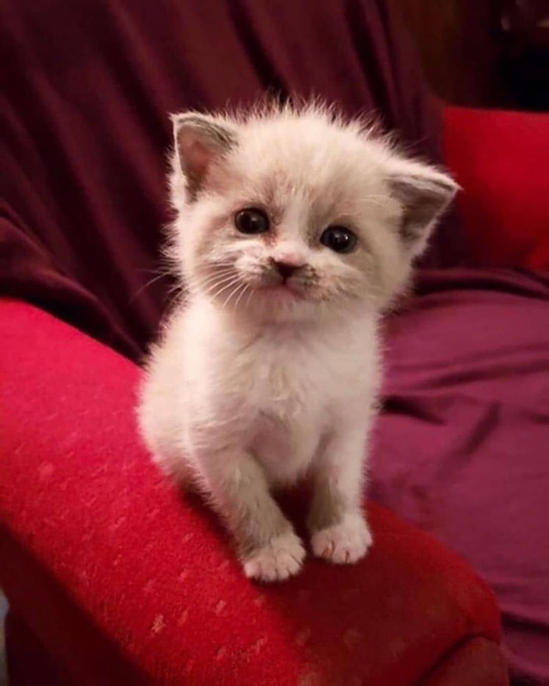 고양이2.jpg