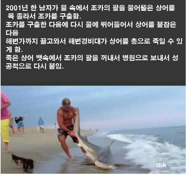 상어.jpg