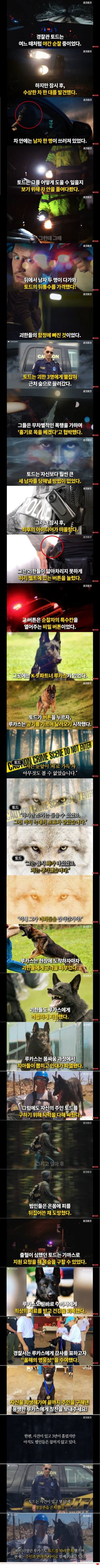 반려견.jpg