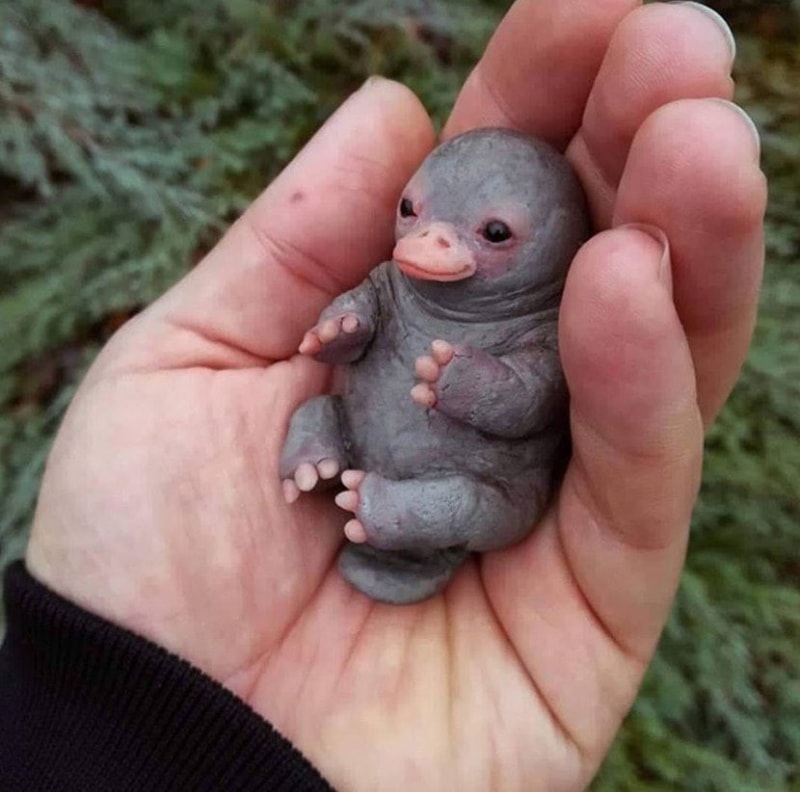 오리너구리.jpg
