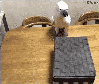 2B1D359C-4817-49B2-8987-7AB721EB4AF6.gif