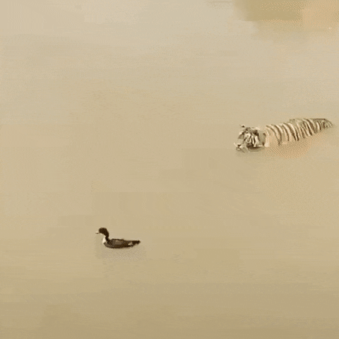 233748_5bc354bcb9949.gif