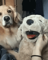 3592093_1522405332636.gif