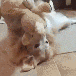 3592093_1522405342059.gif
