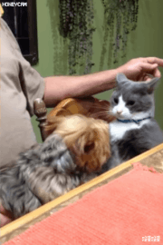 9B1F0D90-B377-48E6-AD90-435D58BB7D66.gif