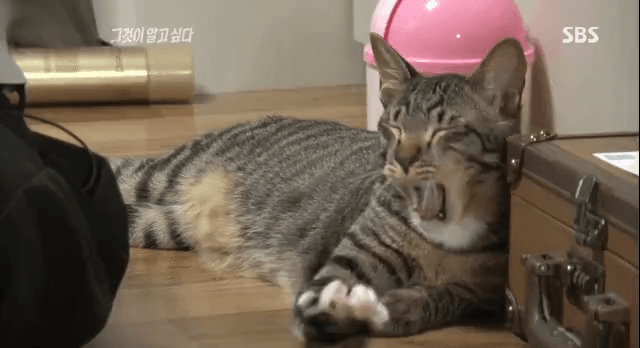 e_s914f3a002_f224932529237c221f9b5f571be2f25e773648a9.gif