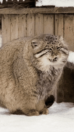 2040585301_qI1FrSVa_3387026a397977a3ea9b548f4e4bcbbffcbae4eb.gif