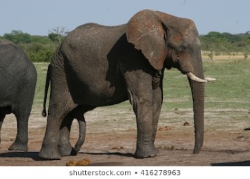 male-elephant-erection-penis-hwange-260nw-416278963.jpg
