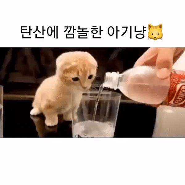 탄산에_깜짝_놀란_아기_냥이.gif