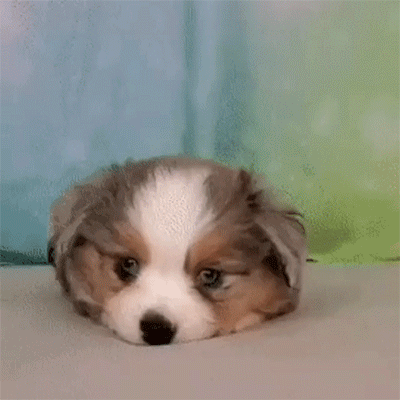 ezgif.gif