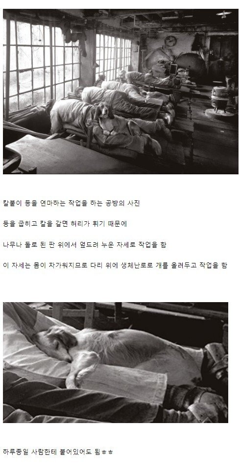 19세기 개들의 직업.jpg
